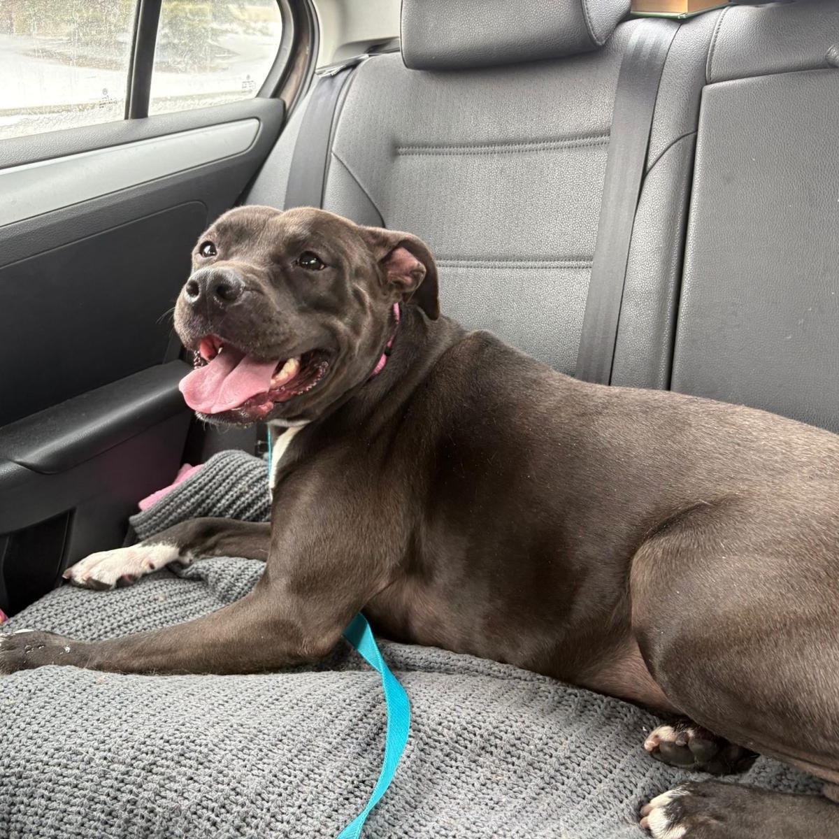 Enlarge Freya, a ADOPTABLE American Bully in Oakville, ON image 4/4