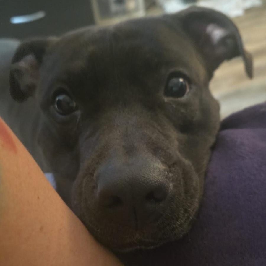 Enlarge Freya, a ADOPTABLE American Bully in Oakville, ON image 2/4