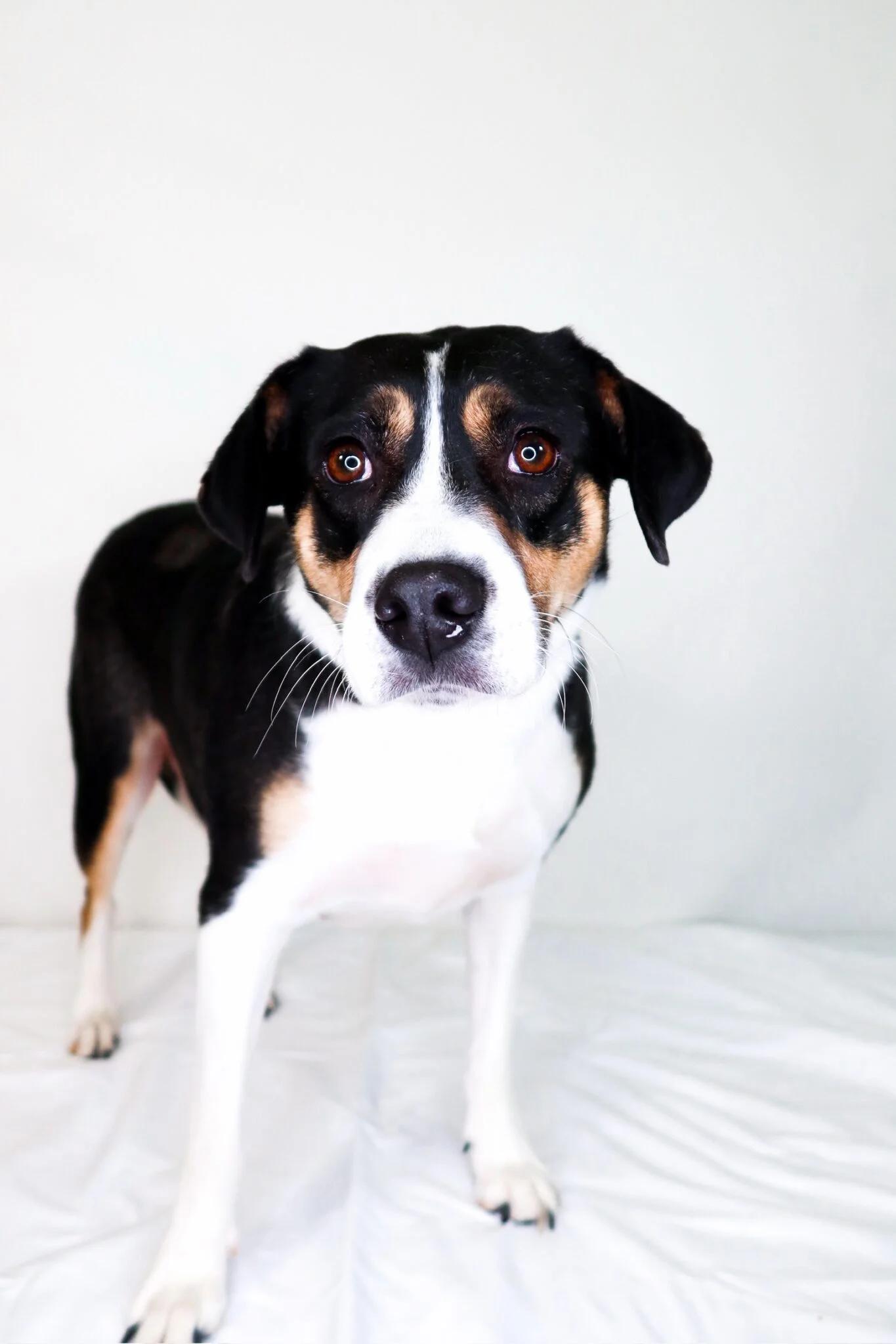 Holland, an adoptable mixed breed in Bixby, OK image 3/6