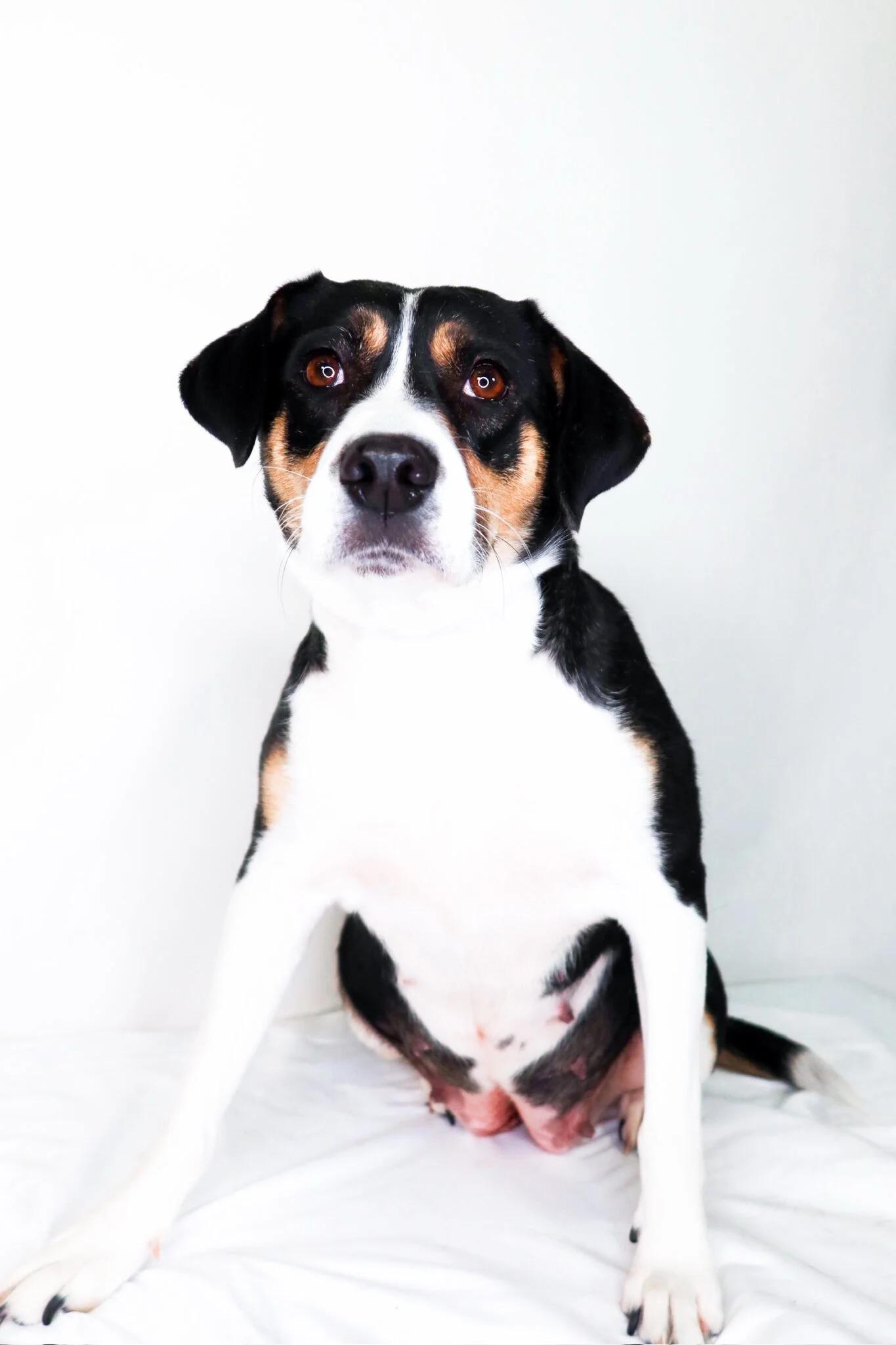 Holland, an adoptable mixed breed in Bixby, OK image 2/6