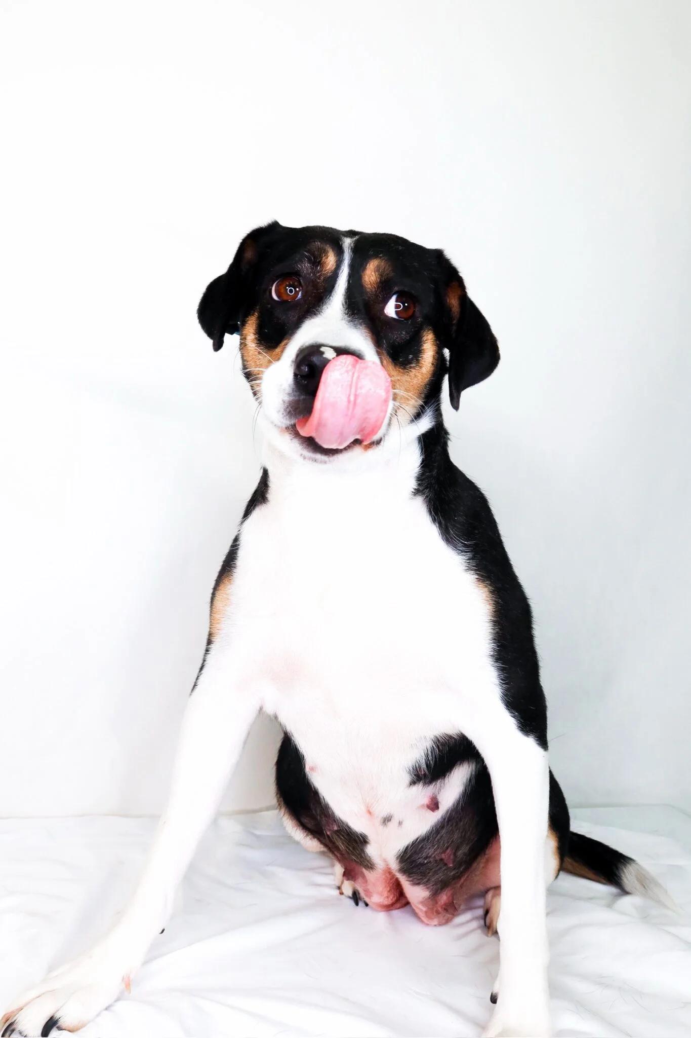 Holland, an adoptable mixed breed in Bixby, OK image 5/6