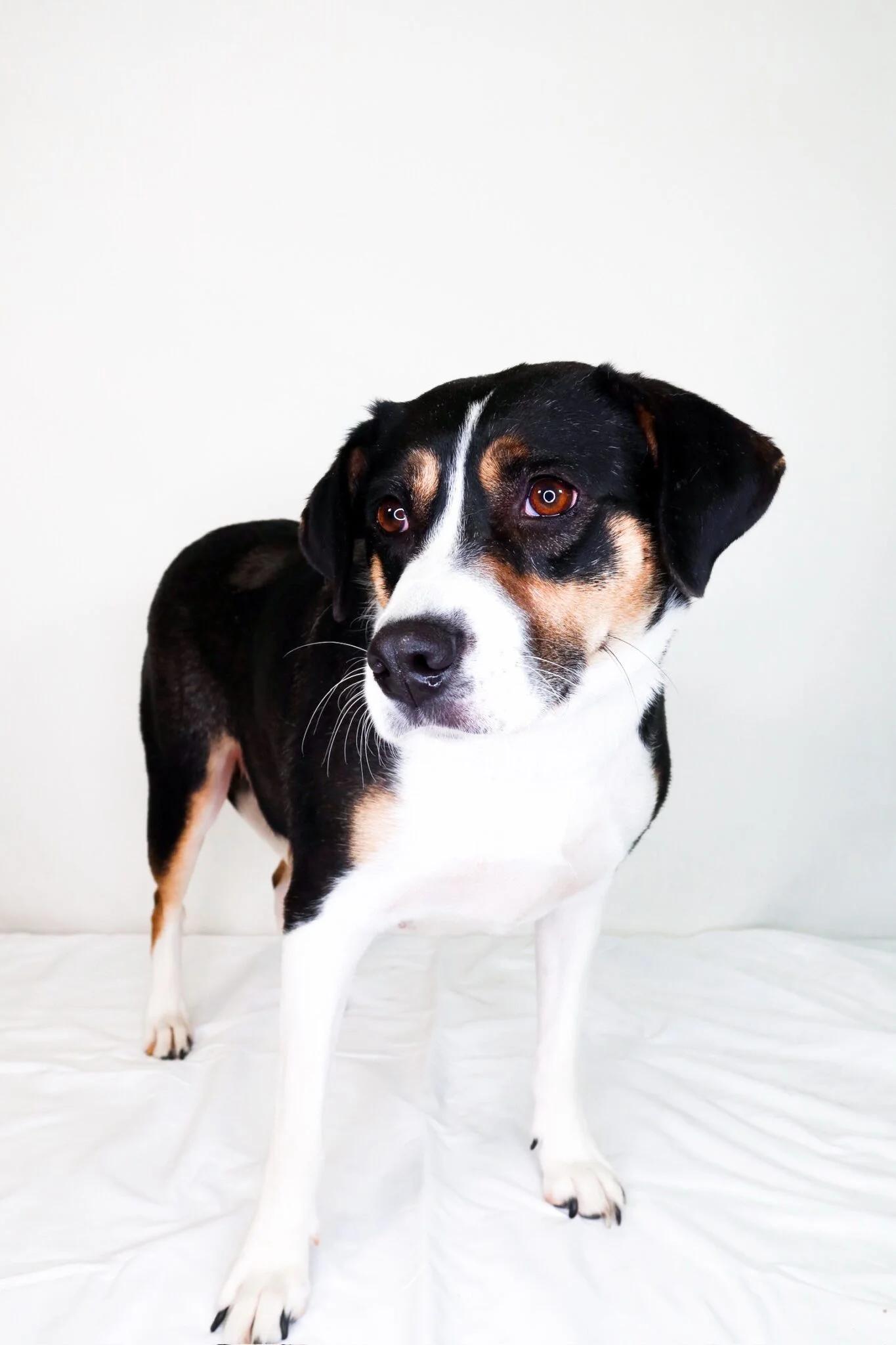 Holland, an adoptable mixed breed in Bixby, OK image 6/6