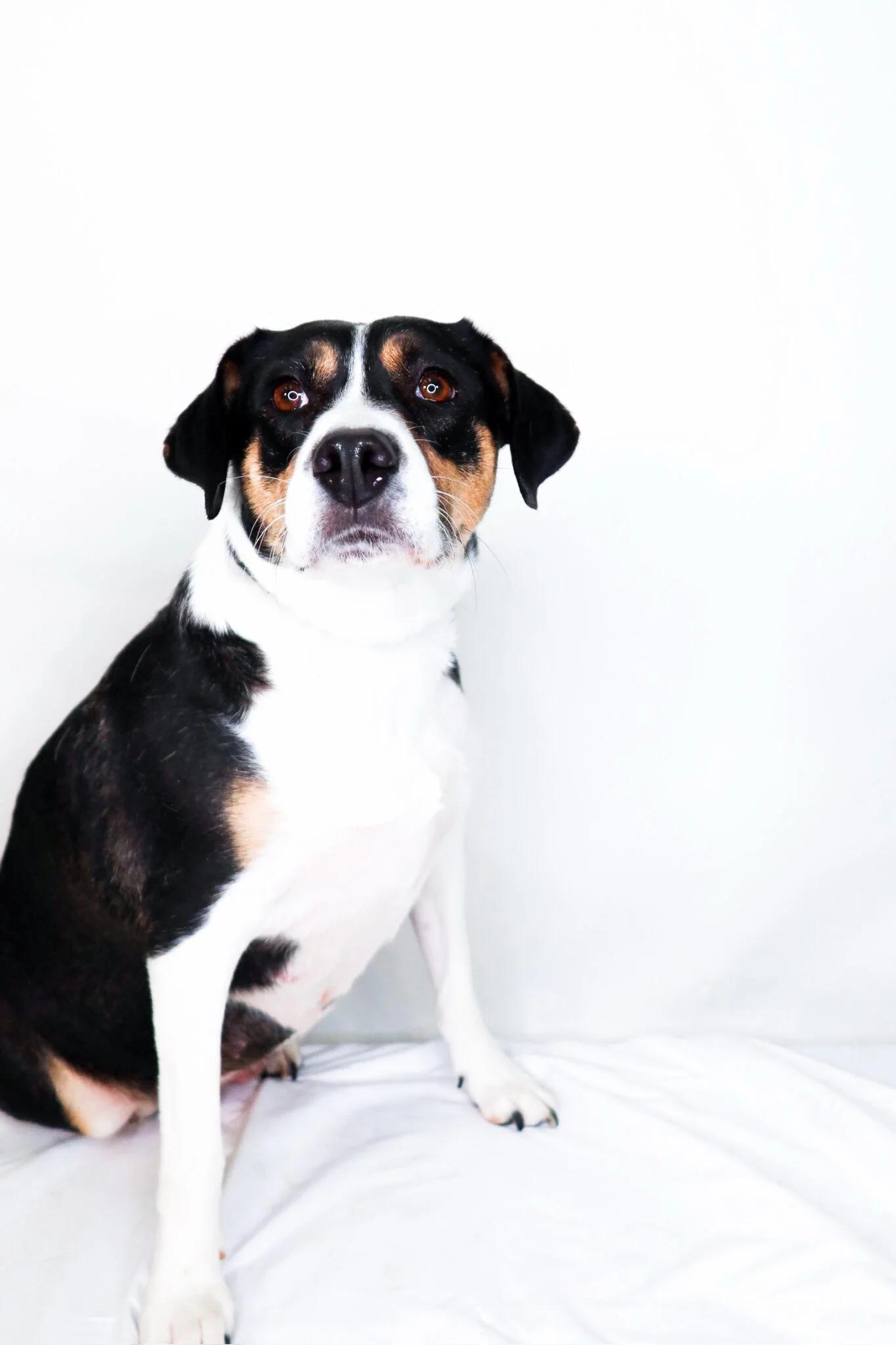 Holland, an adoptable mixed breed in Bixby, OK image 4/6