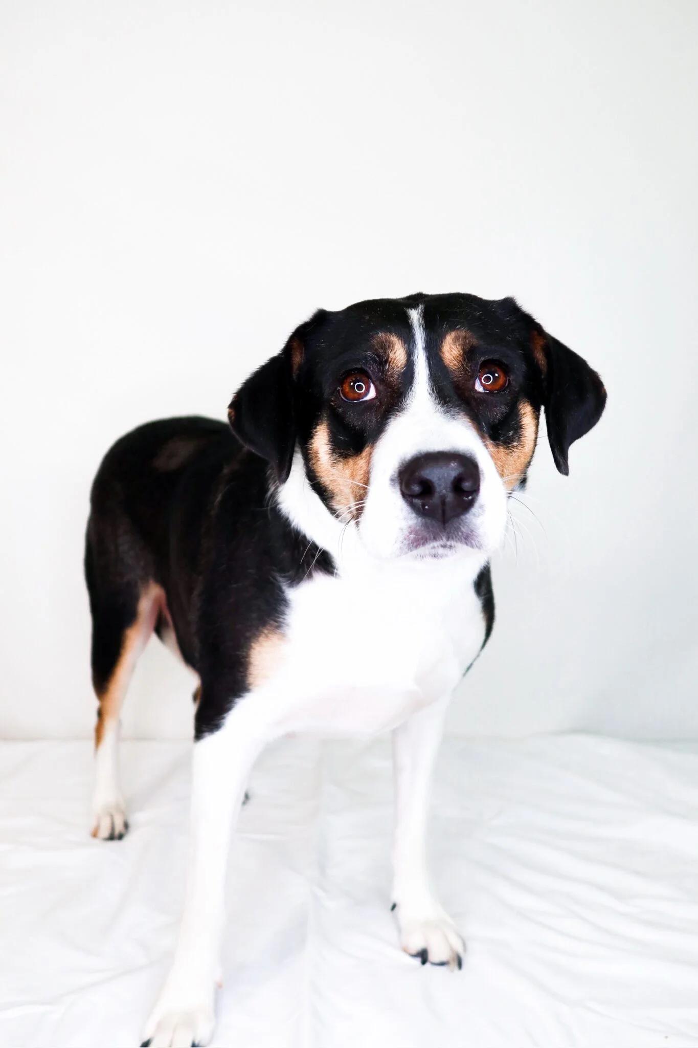 Holland, adoptable, Adult Female Terrier.