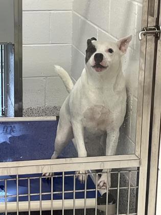 MR. PEABODY, Adoptable, Adult Male Pit Bull Terrier & Mixed Breed.