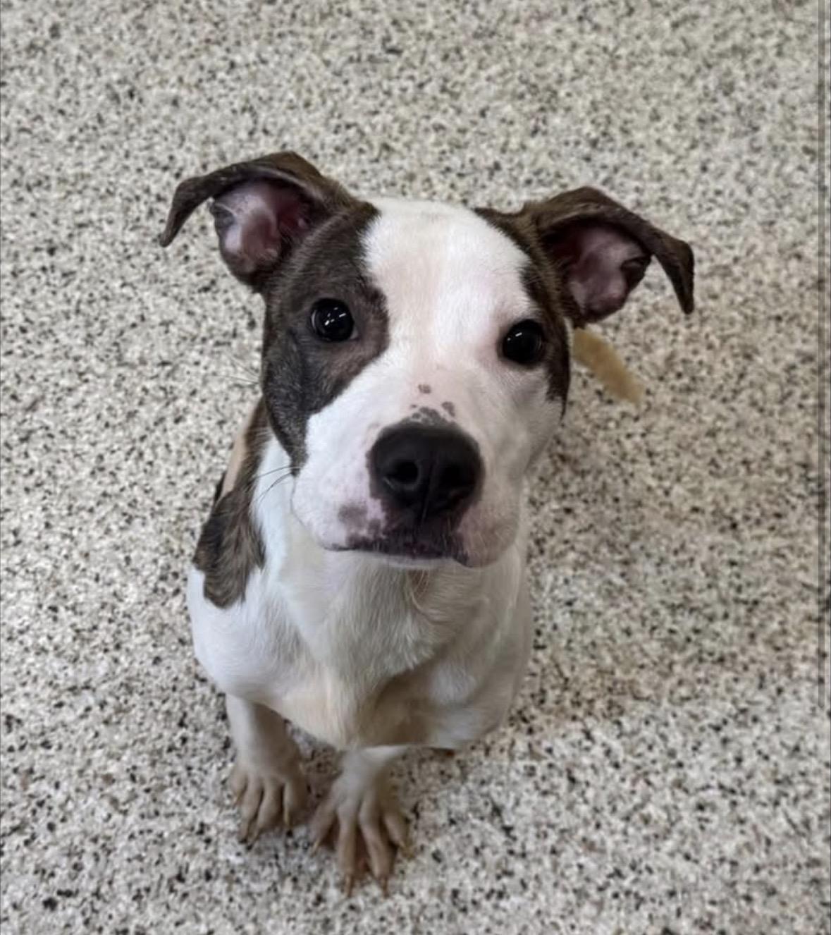 Enlarge Moana, a ADOPTABLE Pit Bull Terrier in Youngstown, OH image 4/4