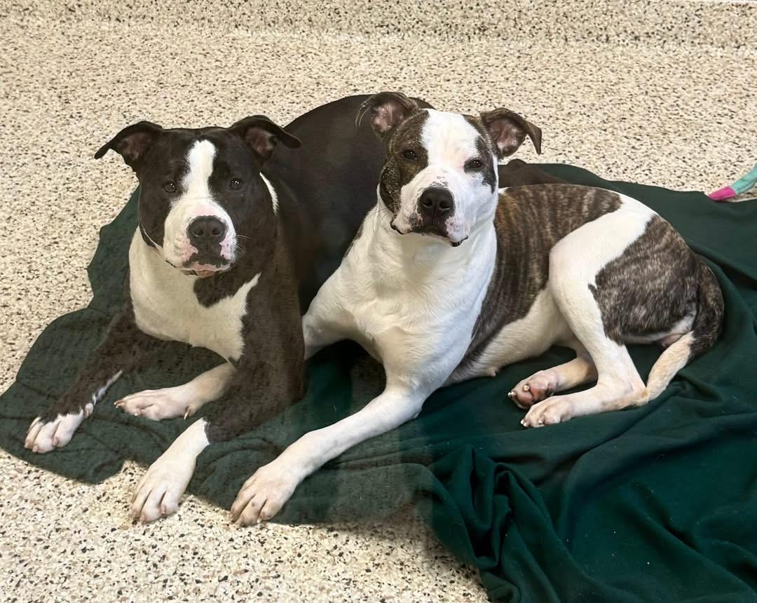 Enlarge Moana, a ADOPTABLE Pit Bull Terrier in Youngstown, OH image 3/4