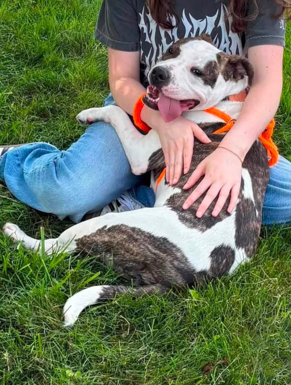 Moana, a ADOPTABLE Pit Bull Terrier in Youngstown, OH image 1/6
