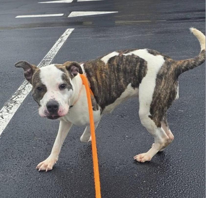 Enlarge Moana, a ADOPTABLE Pit Bull Terrier in Youngstown, OH image 2/4