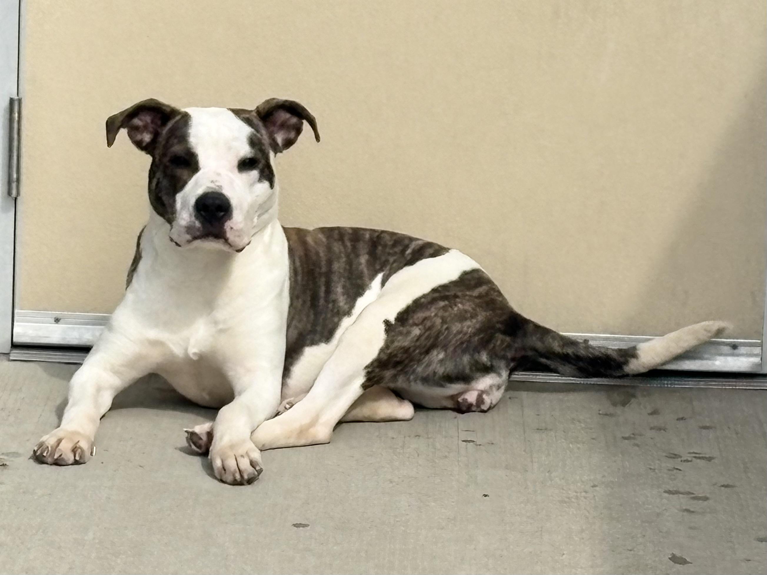 Enlarge Moana, a ADOPTABLE Pit Bull Terrier in Youngstown, OH image 1/4