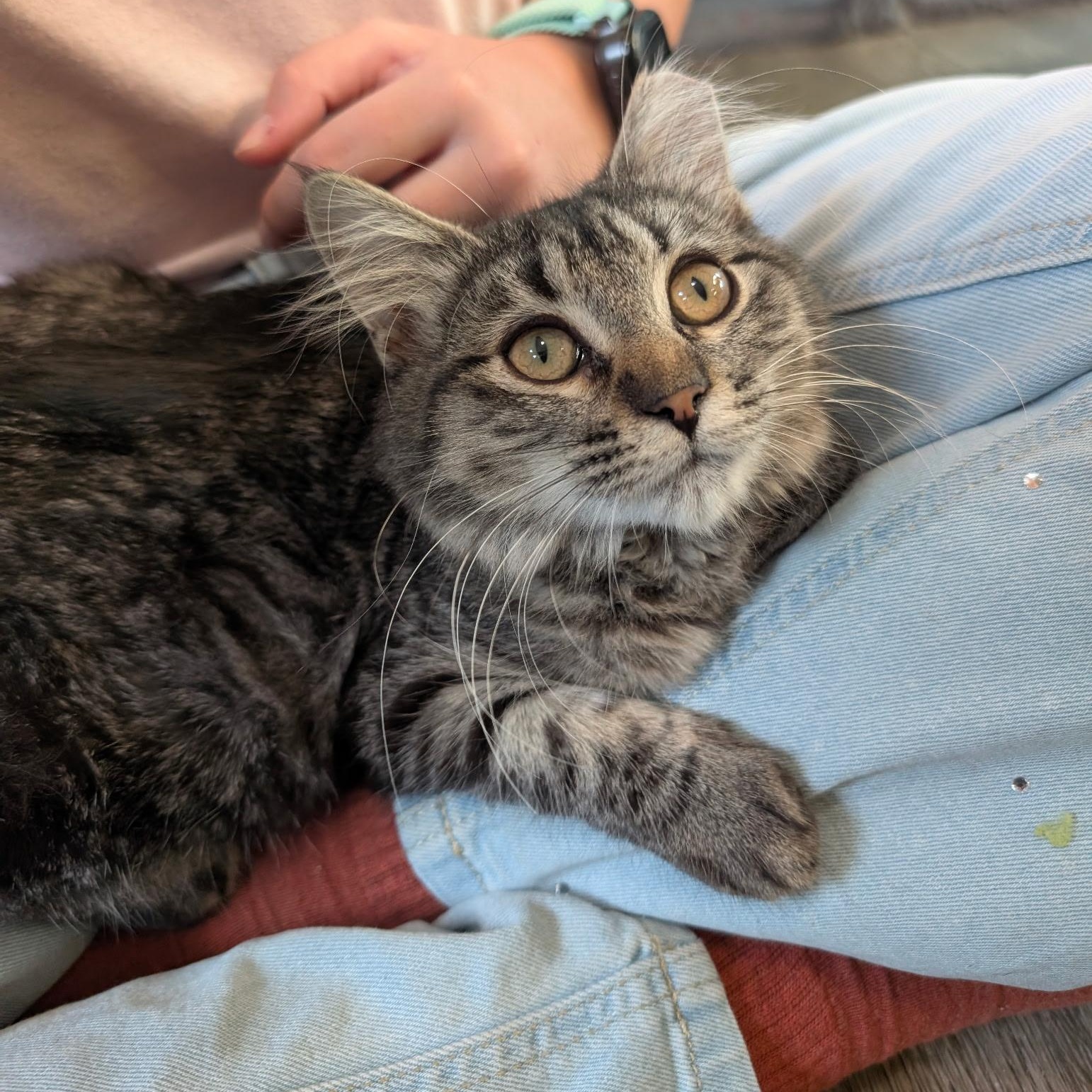 Millie, Adoptable, Young Female Domestic Medium Hair.