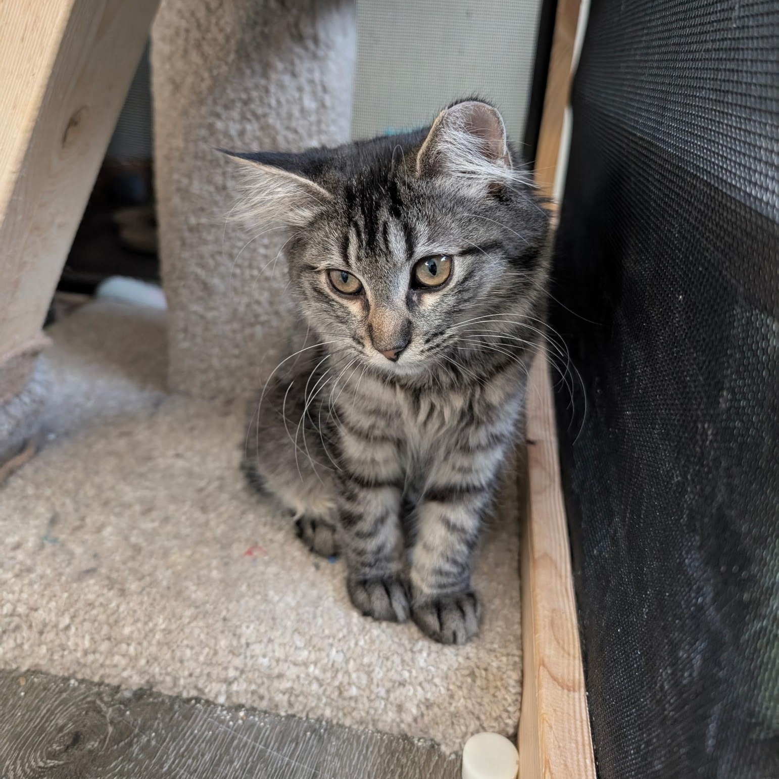 Enlarge Millie, a Adoptable Domestic Medium Hair in Saint Francis, MN image 2/2