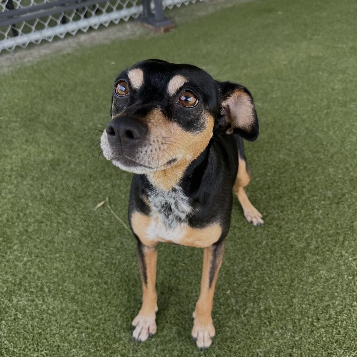Java / Cappa, ADOPTABLE, Adult Female Miniature Pinscher.