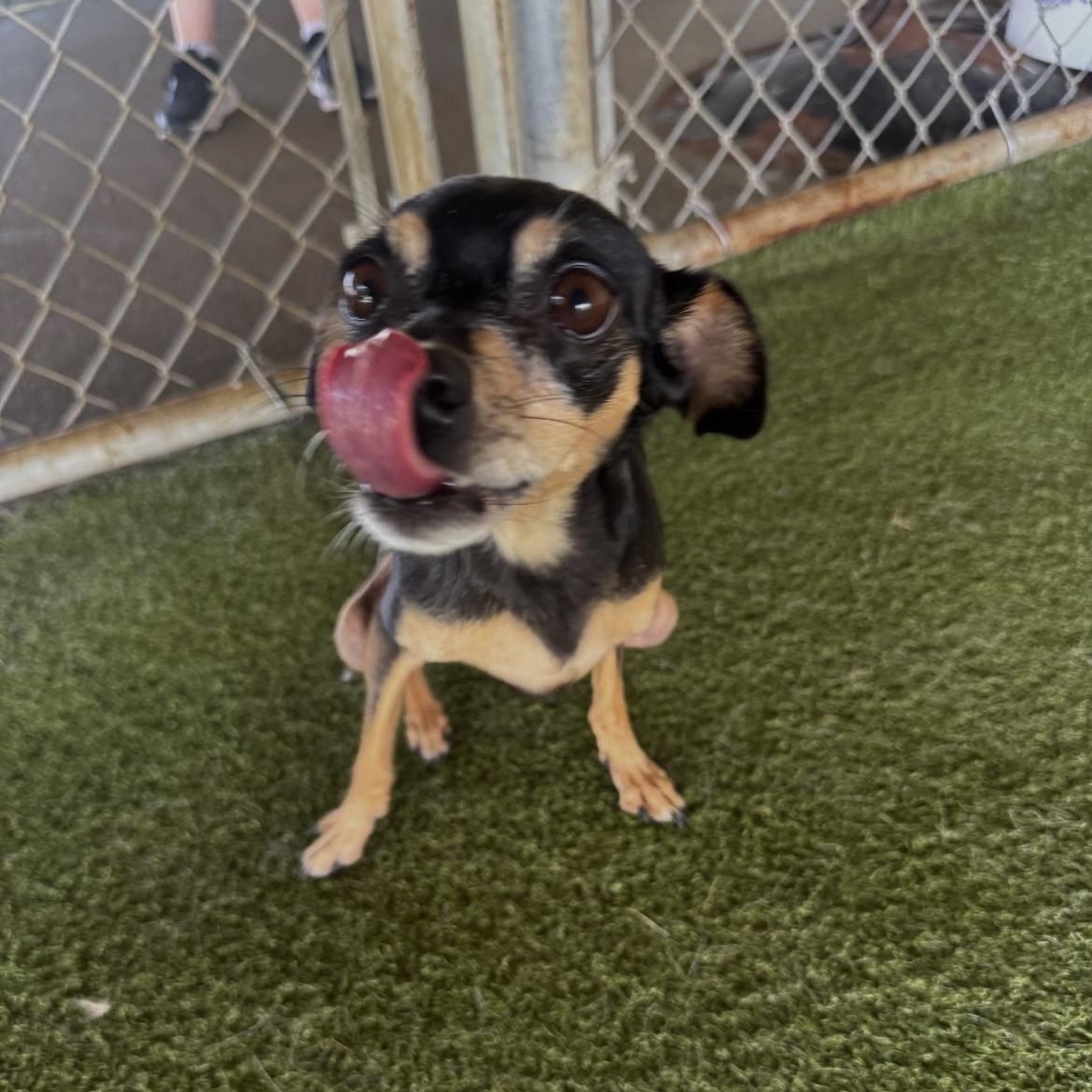 Enlarge Java / Cappa, a ADOPTABLE Miniature Pinscher in Terre Haute, IN image 2/5