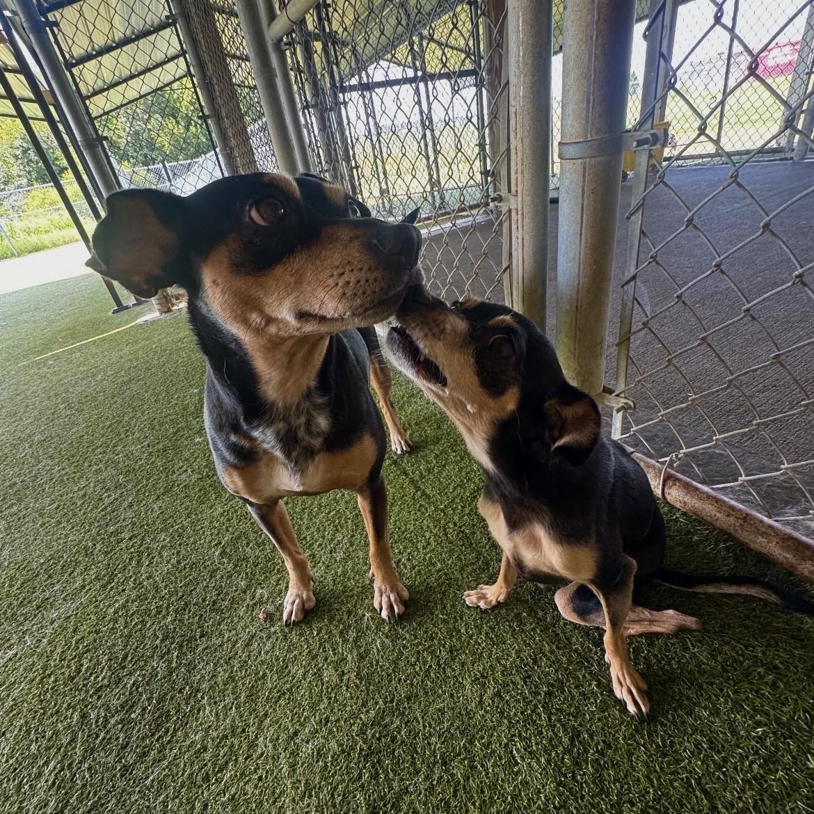 Enlarge Java / Cappa, a ADOPTABLE Miniature Pinscher in Terre Haute, IN image 5/5