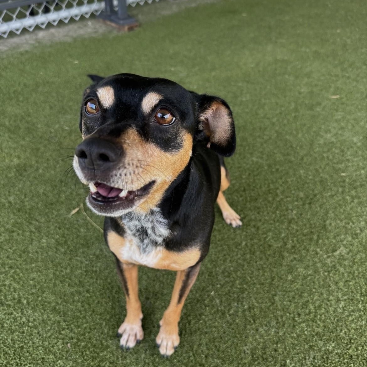 Enlarge Java / Cappa, a ADOPTABLE Miniature Pinscher in Terre Haute, IN image 3/5