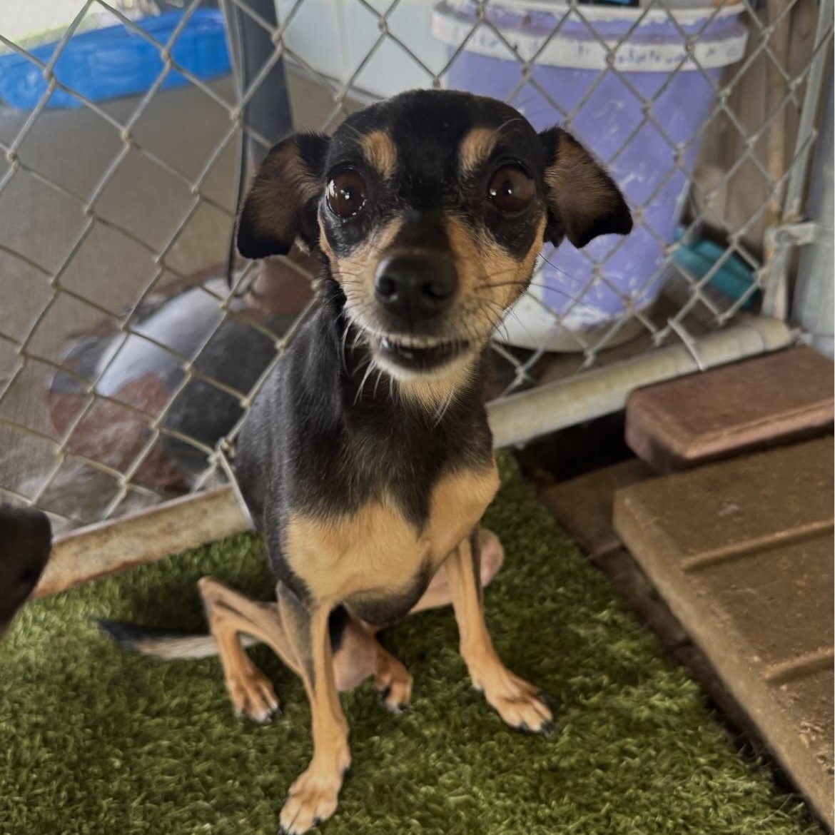 Enlarge Java / Cappa, a ADOPTABLE Miniature Pinscher in Terre Haute, IN image 4/5