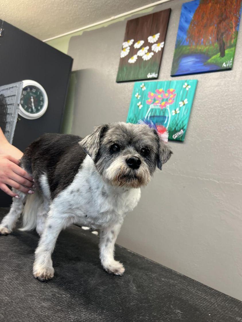 Enlarge Betsy, a Adoptable Shih Tzu in Saint Charles, MO image 3/3
