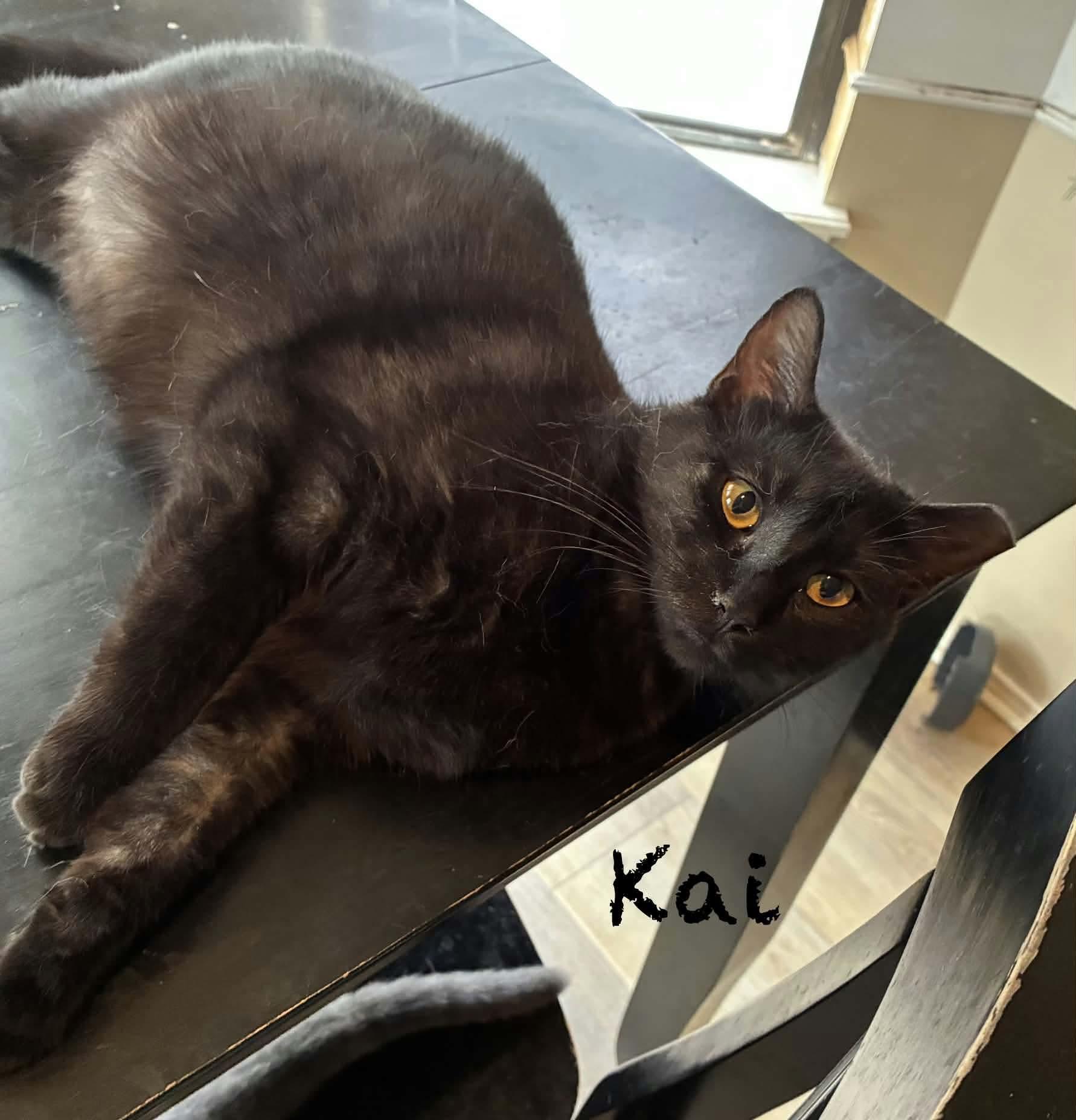Kai, Adoptable, Adult Male American.