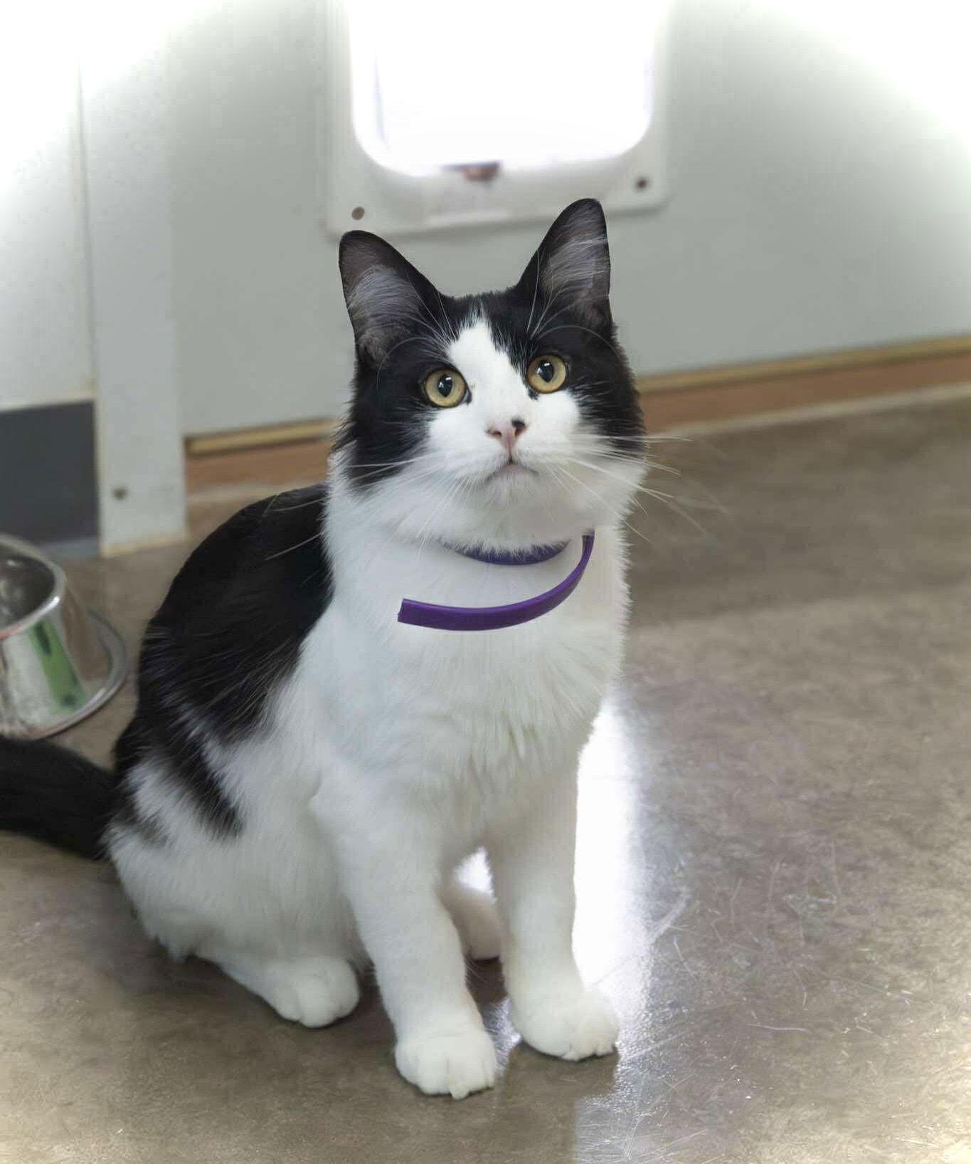 Marcello, Adopted, Young Male Domestic Long Hair.