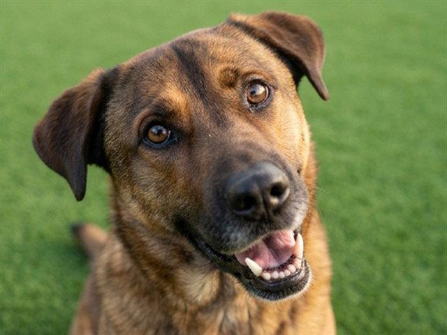 Benny, Adoptable, Young Male Mixed Breed.