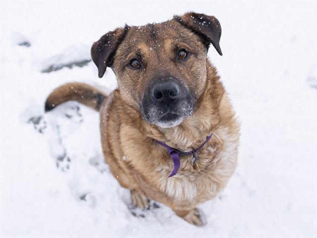 Benny, a Adoptable Mixed Breed in Fort Collins, CO image 2/2