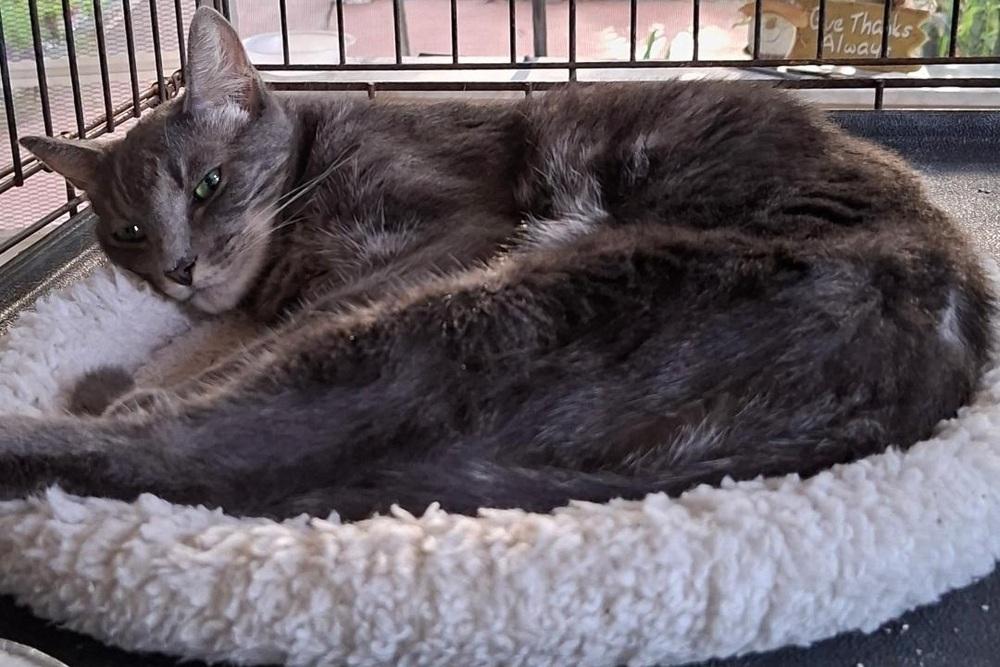 Enlarge Earl Grey, a Adoptable mixed breed in Safety Harbor, FL image 1/1