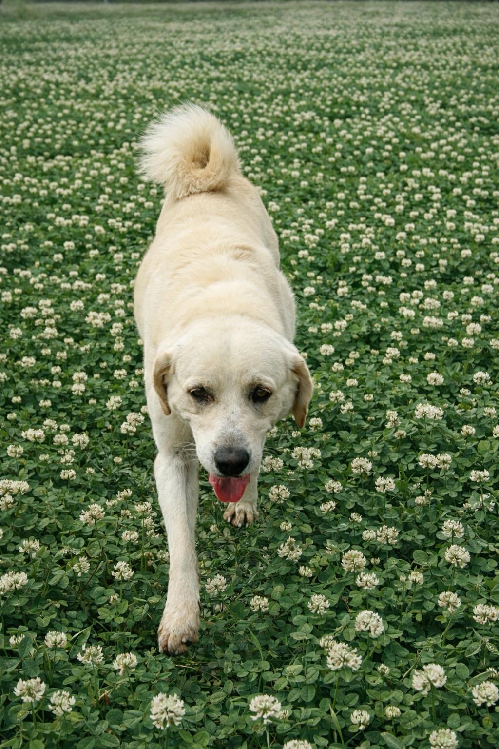 Enlarge Andres, a Adoptable mixed breed in French lick , IN image 3/5