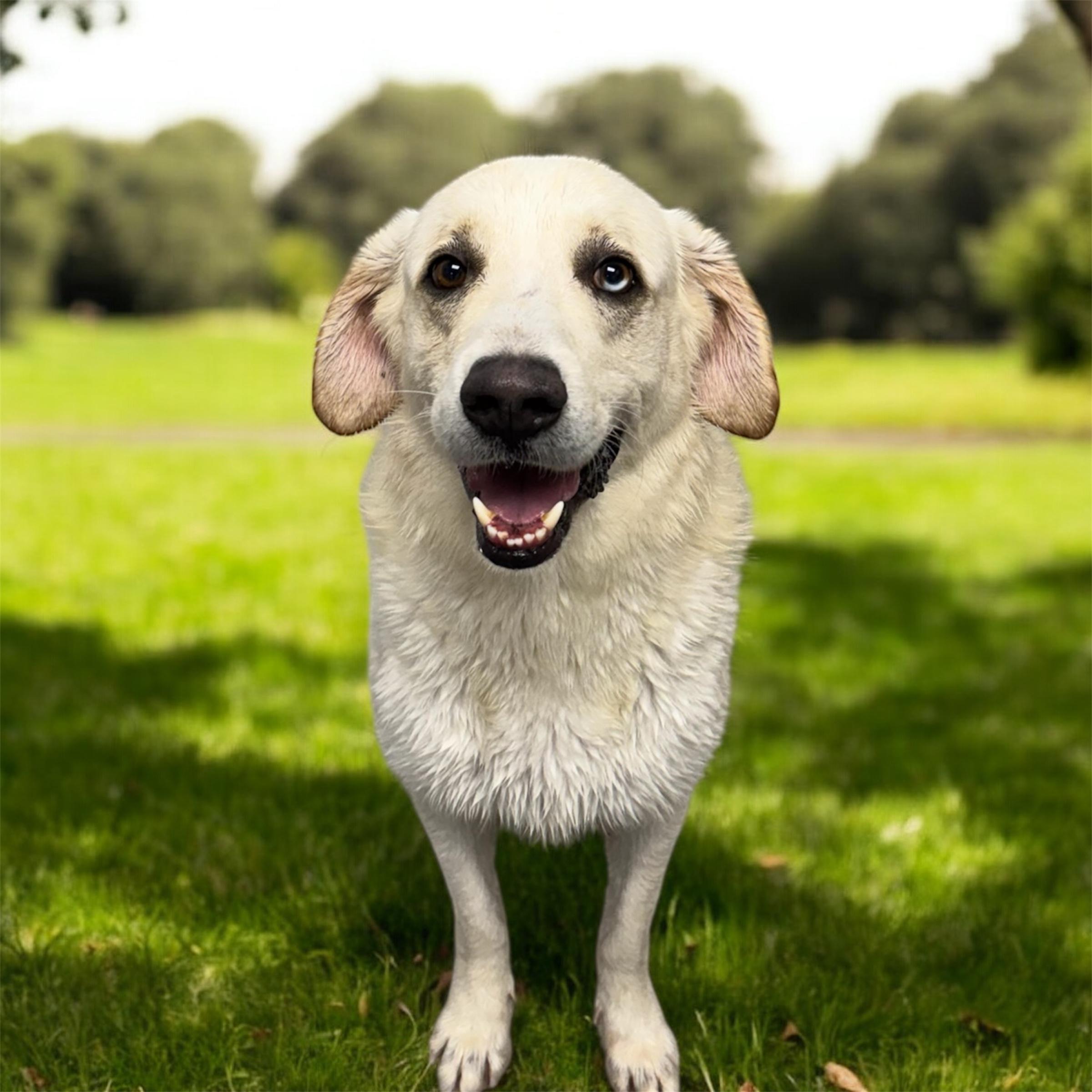 Enlarge Andres, a Adoptable mixed breed in French lick , IN image 5/5