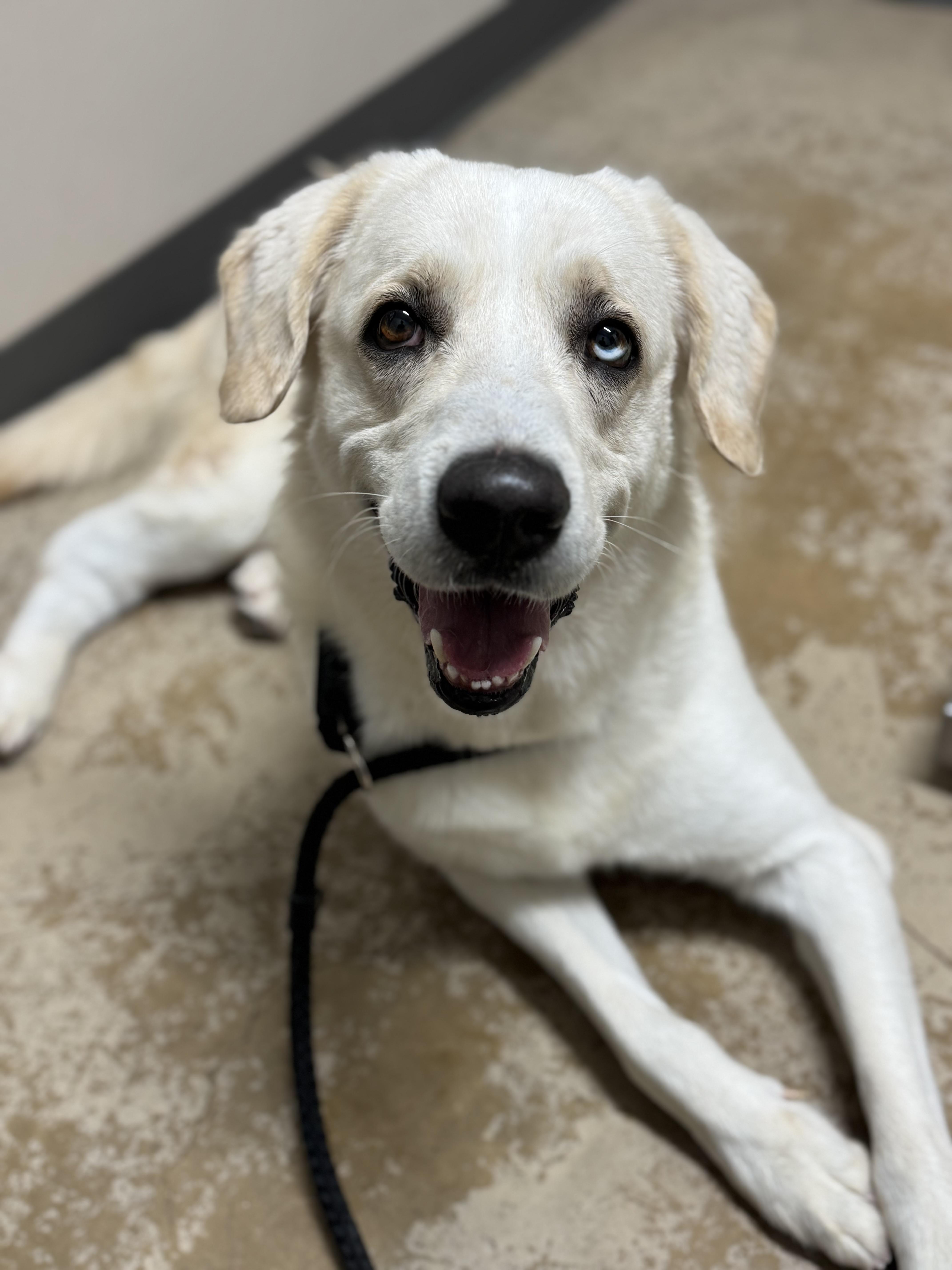 Enlarge Andres, a Adoptable mixed breed in French lick , IN image 1/5