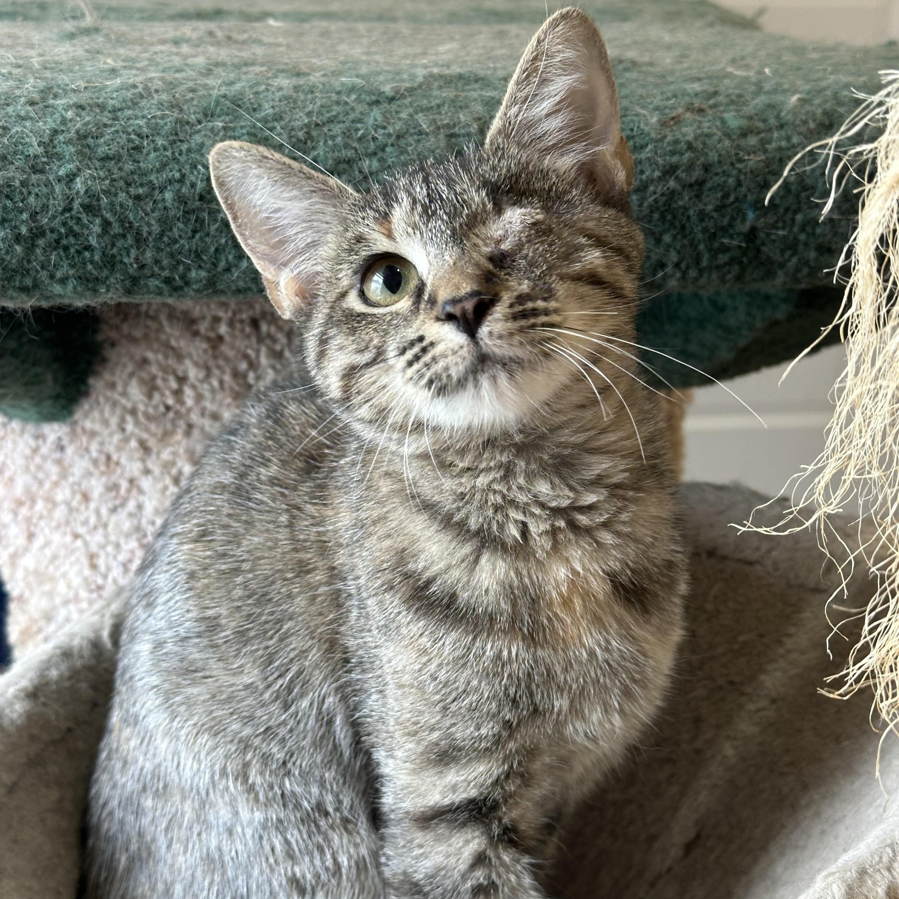 Katie the one-eyed kitty