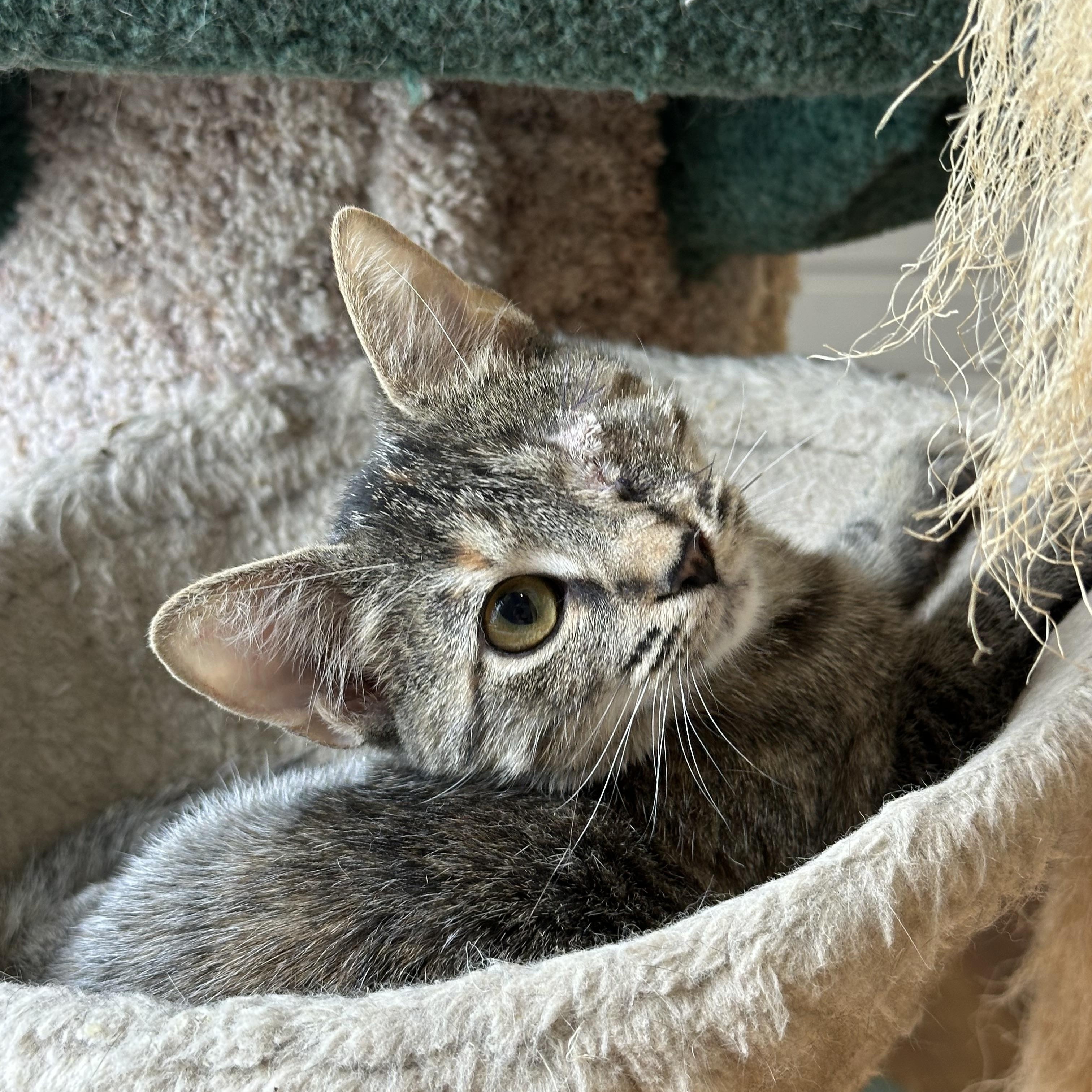 Katie the one-eyed kitten