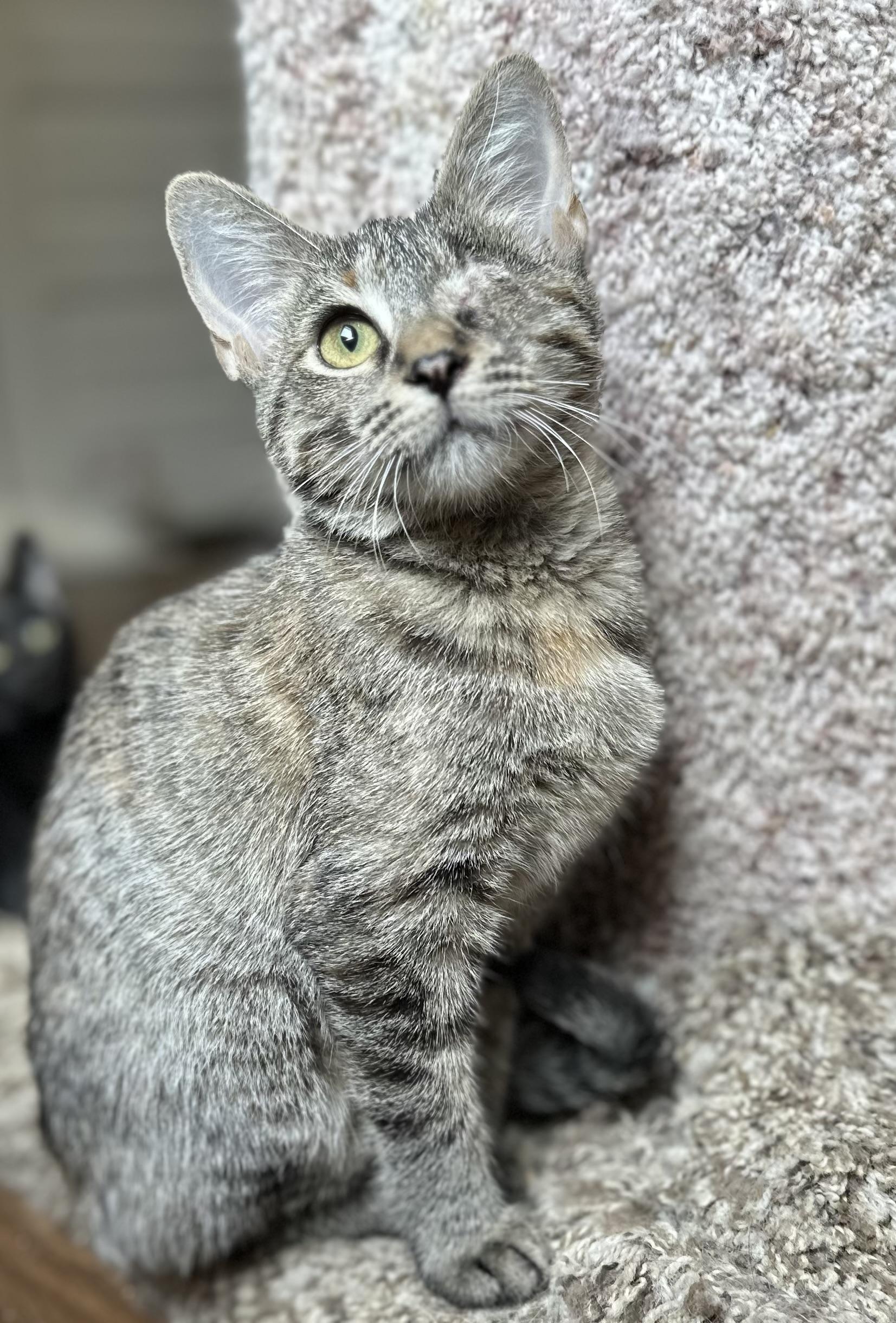 Enlarge Katie the one-eyed kitty, a Adoptable mixed breed in Lawrenceville, GA image 4/4