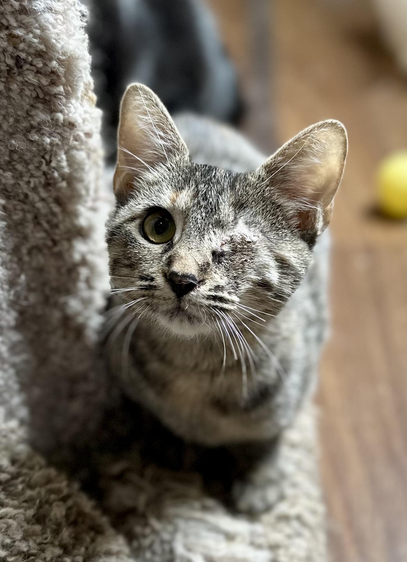 Katie the one-eyed kitty, Adoptable, Young Female Domestic Short Hair & Torbie.