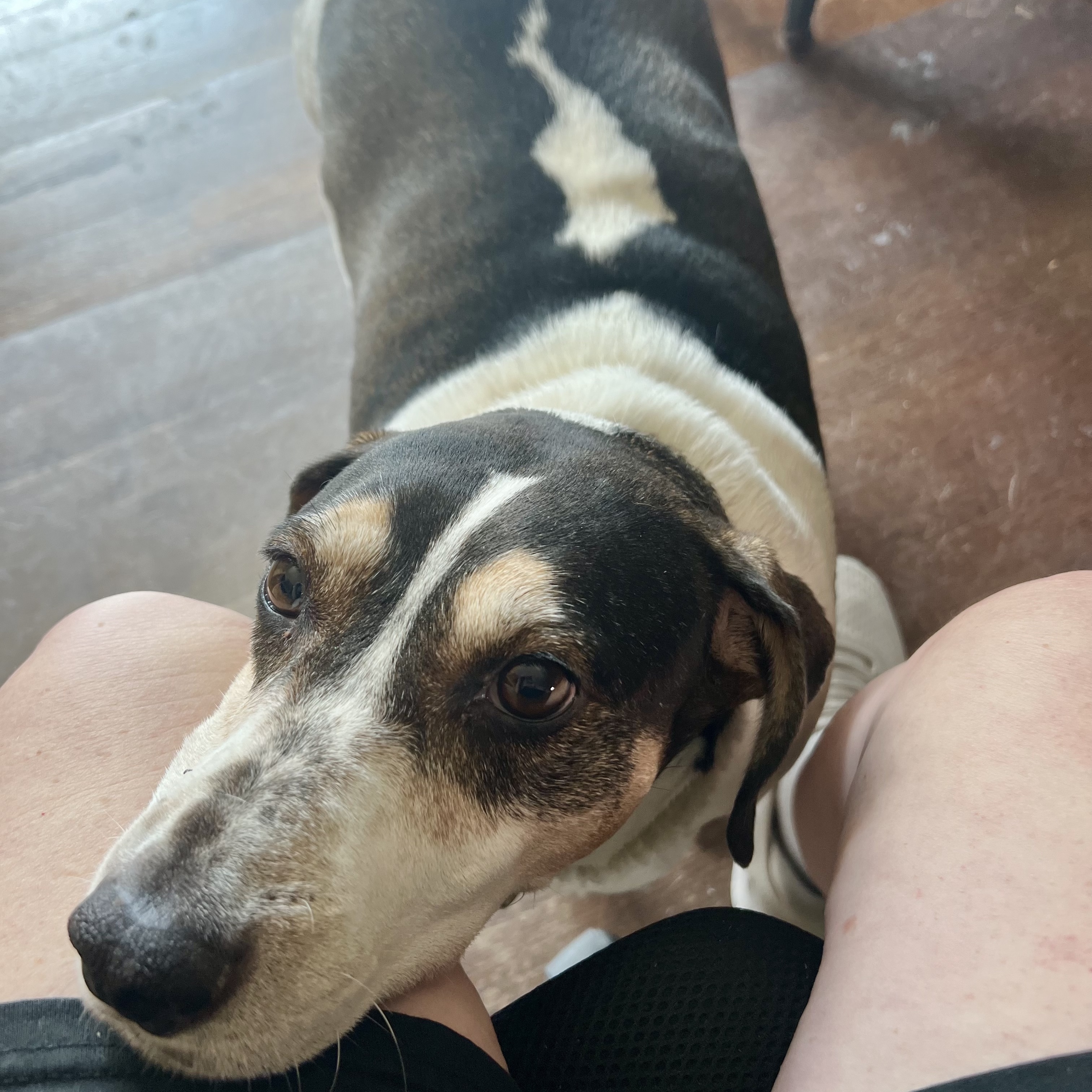 Rickey, a Adoptable Beagle in Cincinnati, OH image 2/4