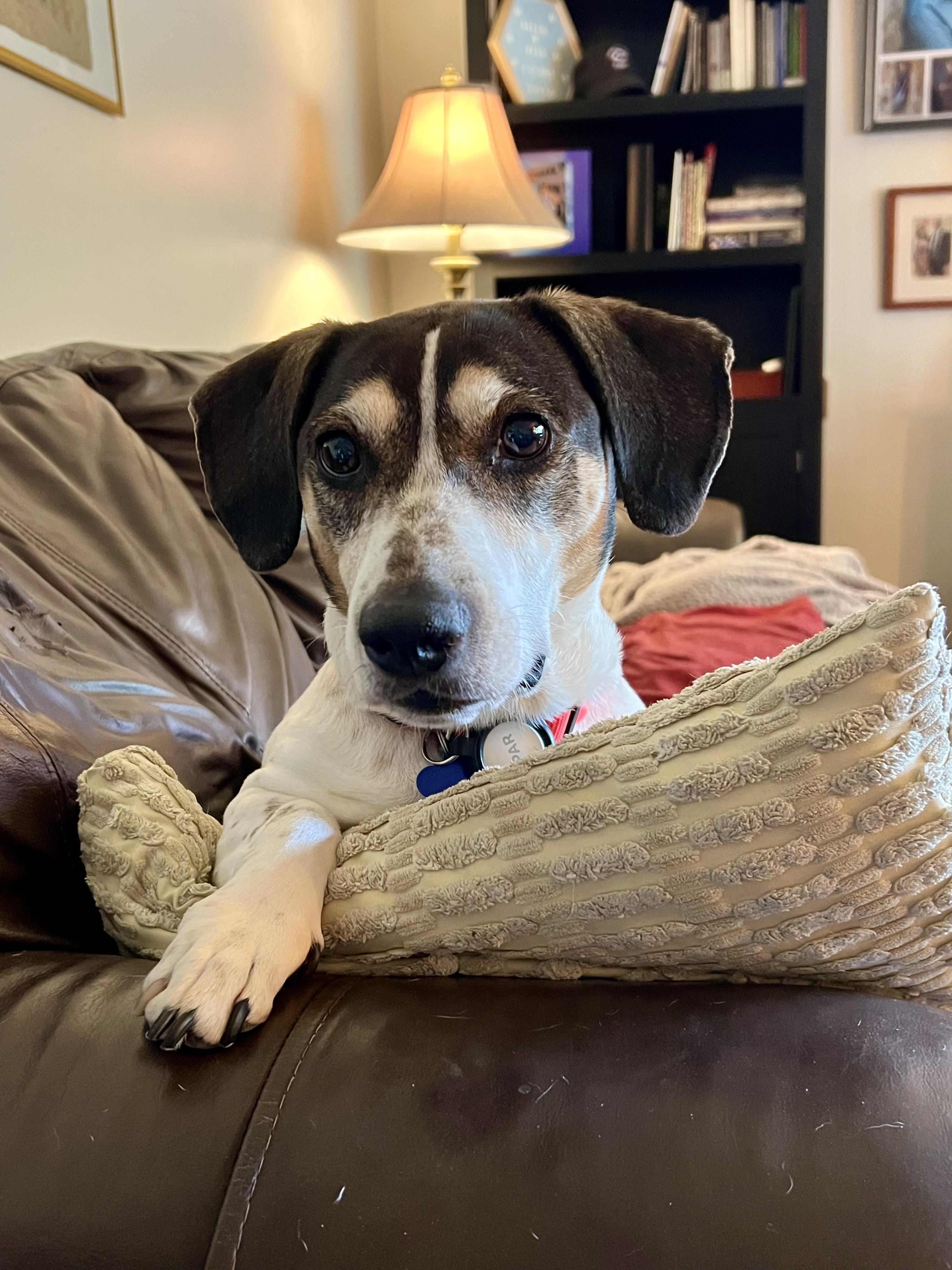 Rickey, Adoptable, Adult Male Beagle.