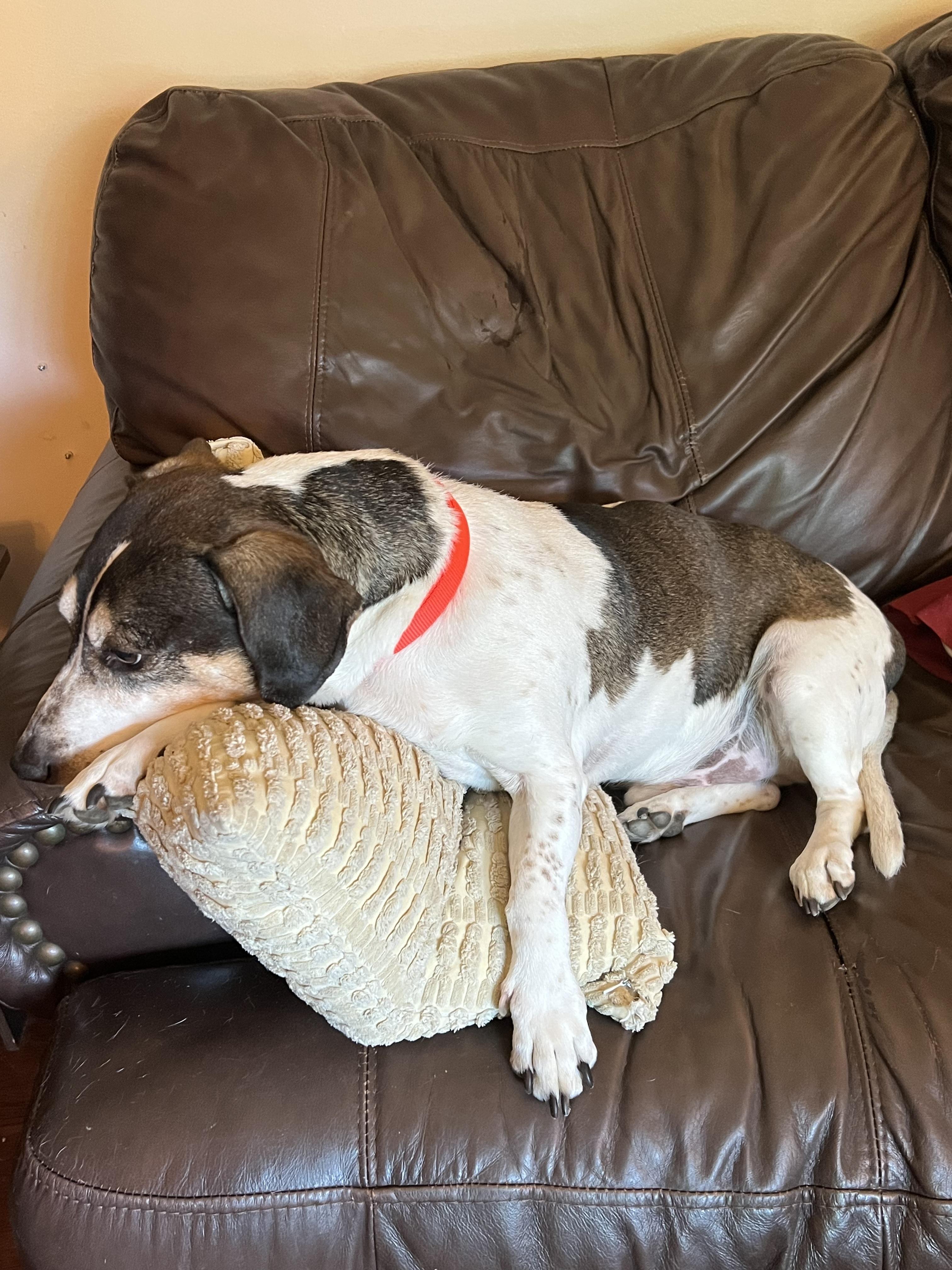 Rickey, a Adoptable Beagle in Cincinnati, OH image 3/4