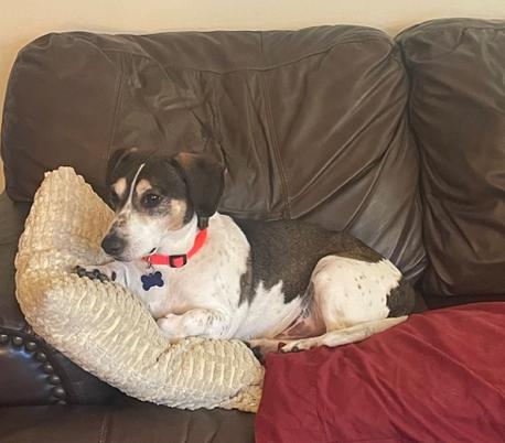Rickey, a Adoptable Beagle in Cincinnati, OH image 4/4