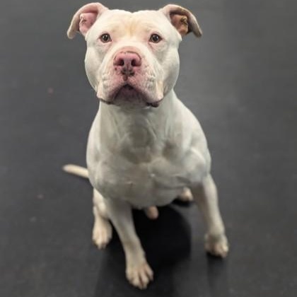 Enlarge Cash, a ADOPTABLE mixed breed in Vienna, OH image 1/1