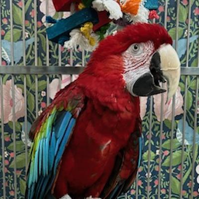 Enlarge Merlin, a ADOPTABLE Macaw in Jacksonville, FL image 1/1