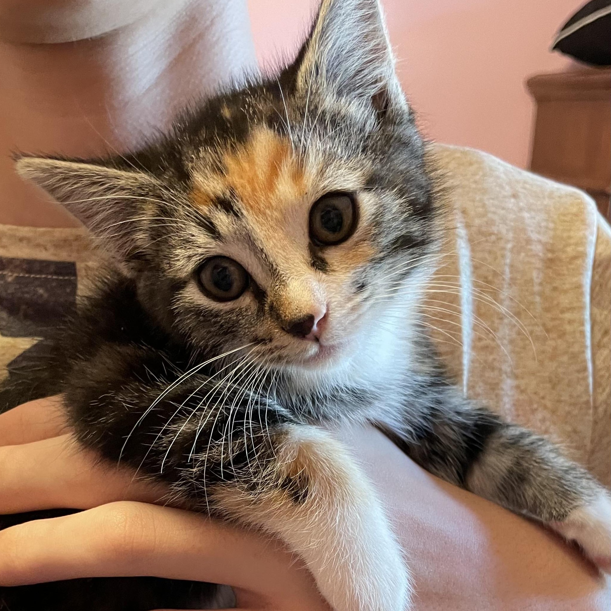 Bug, an adopted Calico in Florala, AL image 3/4