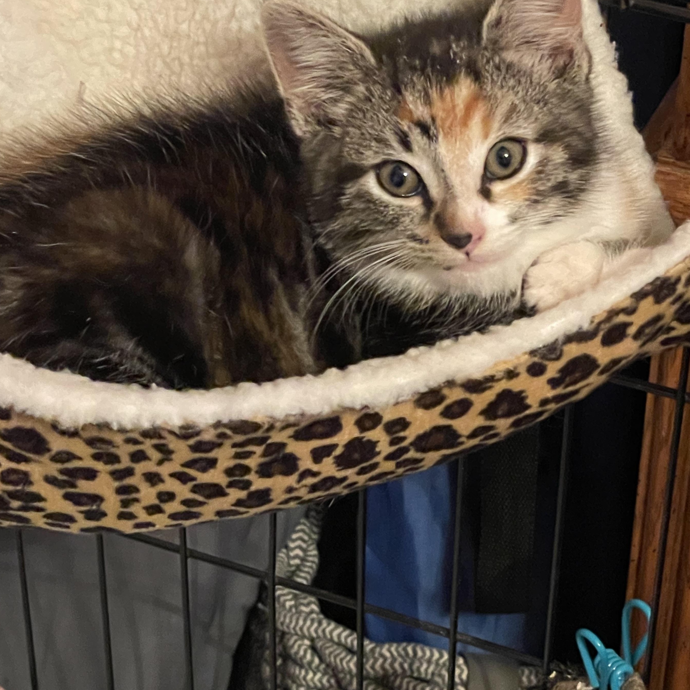 Bug, an adopted Calico in Florala, AL image 2/4