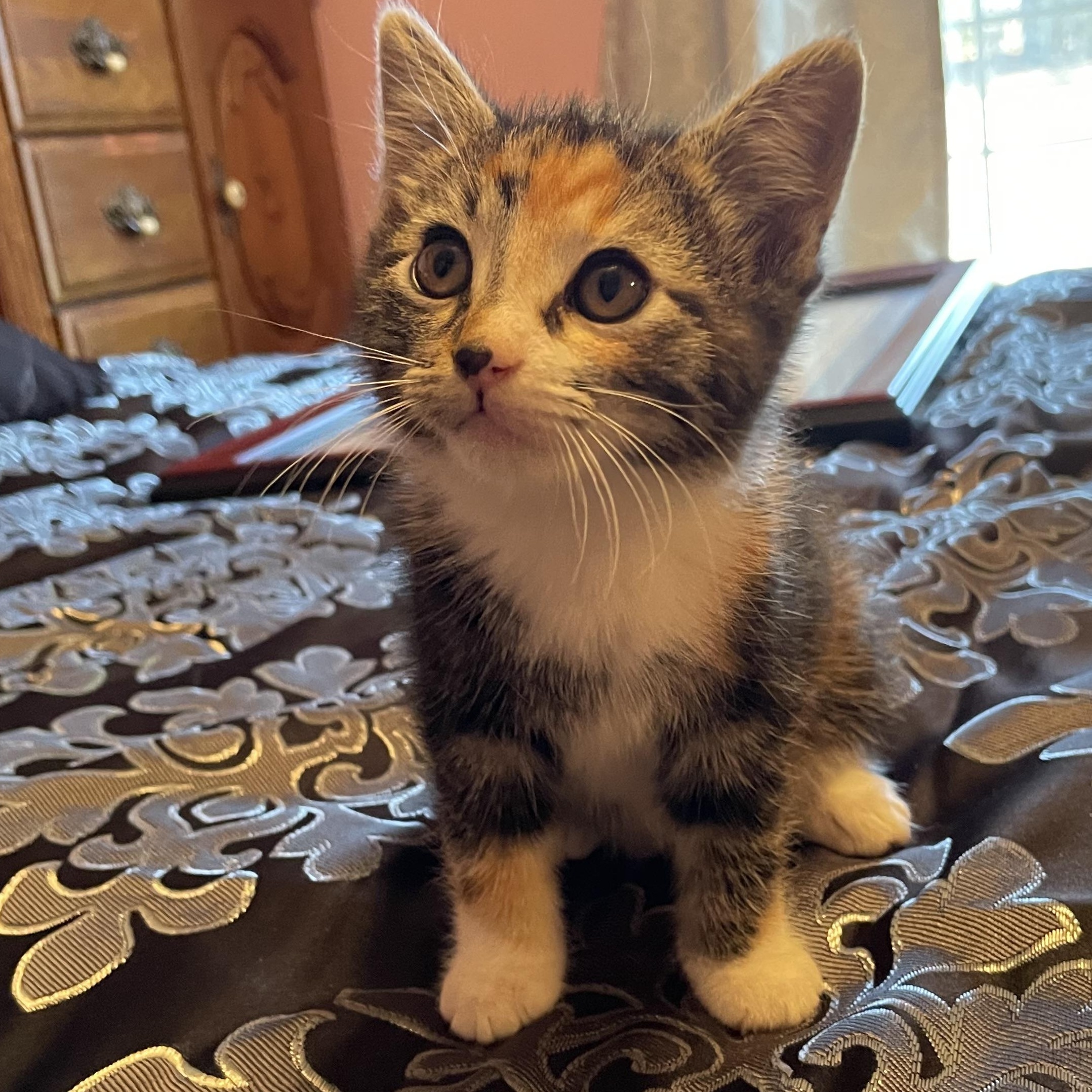 Bug, an adopted Calico in Florala, AL image 4/4