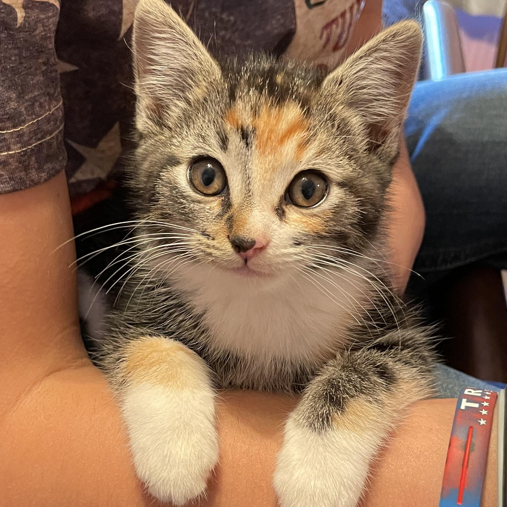 Bug, an adopted Calico in Florala, AL image 1/4