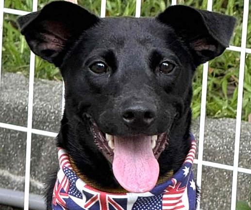 Enlarge Hero, a Adoptable mixed breed in Norwalk, CT image 1/6