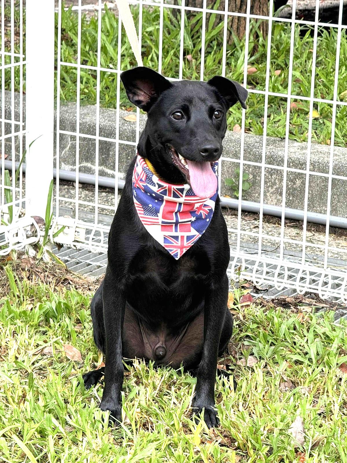 Enlarge Hero, a Adoptable mixed breed in Norwalk, CT image 2/6