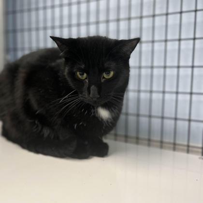 Midnight, a Adoptable mixed breed in Mount Pleasant, IA image 1/3