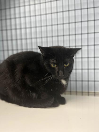 Midnight, a Adoptable mixed breed in Mount Pleasant, IA image 2/3