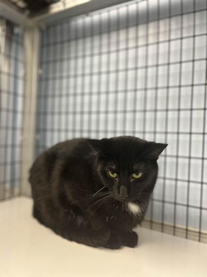 Midnight, a Adoptable mixed breed in Mount Pleasant, IA image 3/3