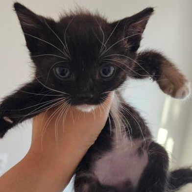 Cosmo